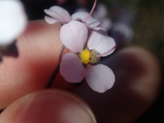Diplopeltis huegelii