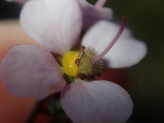 Diplopeltis huegelii