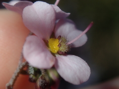 Diplopeltis huegelii