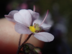 Diplopeltis huegelii