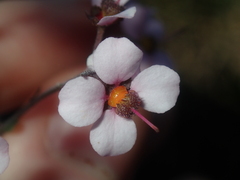 Diplopeltis huegelii