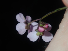 Diplopeltis huegelii