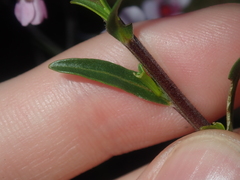 Diplopeltis huegelii