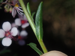 Diplopeltis huegelii
