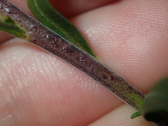Diplopeltis huegelii
