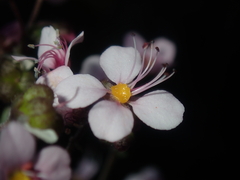 Diplopeltis huegelii