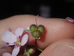 Diplopeltis huegelii