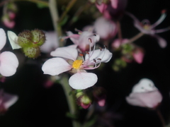 Diplopeltis huegelii