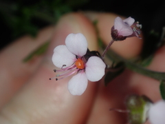 Diplopeltis huegelii