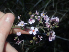 Diplopeltis huegelii