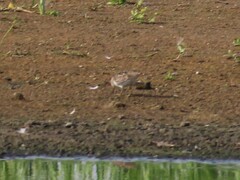 Calidris temminckii