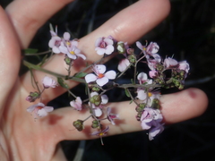 Diplopeltis huegelii