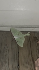 Actias luna