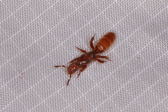 Lasius latipes