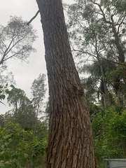 Angophora floribunda