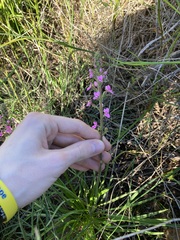 Stylidium elongatum