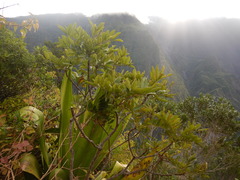 Zanthoxylum heterophyllum