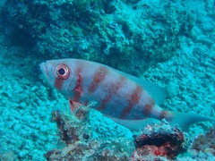 Priacanthus hamrur