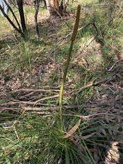 Xanthorrhoea minor