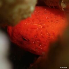 Antennatus tuberosus