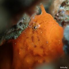 Antennatus tuberosus