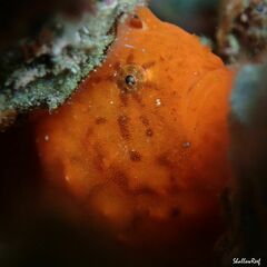Antennatus tuberosus