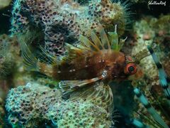 Dendrochirus barberi