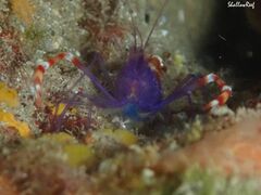 Stenopus tenuirostris
