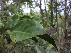 Spalgis epius dilama