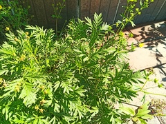 Potentilla multifida
