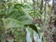 Spalgis epius dilama