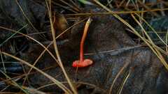 Pseudohygrocybe