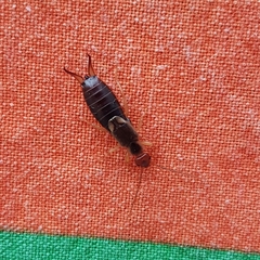 Forficula auricularia