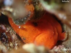 Antennatus tuberosus