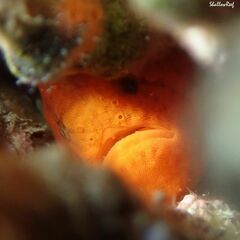 Antennatus tuberosus