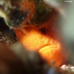 Antennatus tuberosus