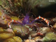 Stenopus tenuirostris