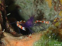 Stenopus tenuirostris