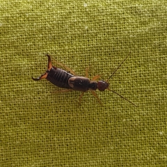 Forficula auricularia