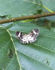 Trichodezia californiata