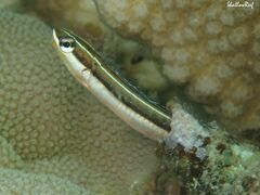 Plagiotremus goslinei