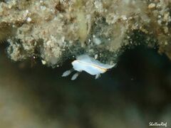 Goniobranchus verrieri