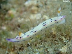 Hypselodoris bertschi