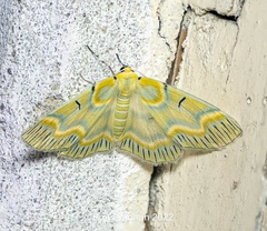 Iotaphora iridicolor