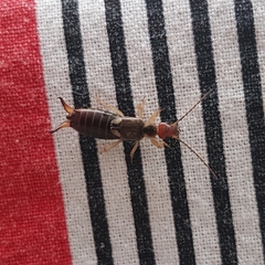 Forficula auricularia