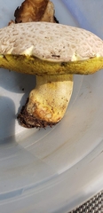 Butyriboletus abieticola