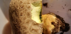 Butyriboletus abieticola