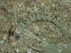 Gnatholepis cauerensis