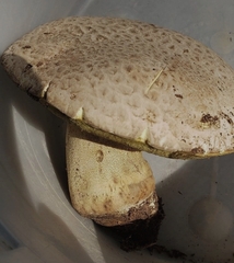 Butyriboletus abieticola