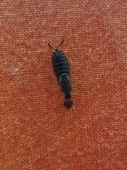 Forficula auricularia